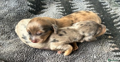 Dachshund dogs - Advert 5