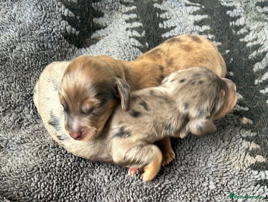 Dachshund dogs for sale: STANDARD KC REG LONGHAIRED DAPPLED DACHSOUNDS - Image 2