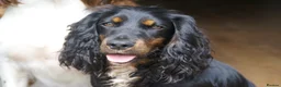 Cocker Spaniel dogs for sale: A beautiful litter of health tested, KC Reg cocker in Barnstaple - Advert 3