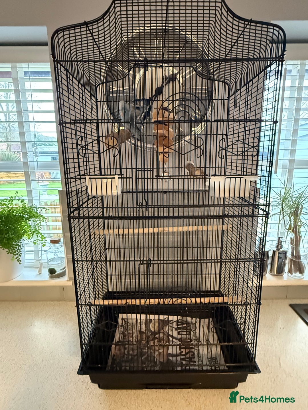 Mixed Breed birds for sale: 2 bonded parrotlets with cage  - Advert 2