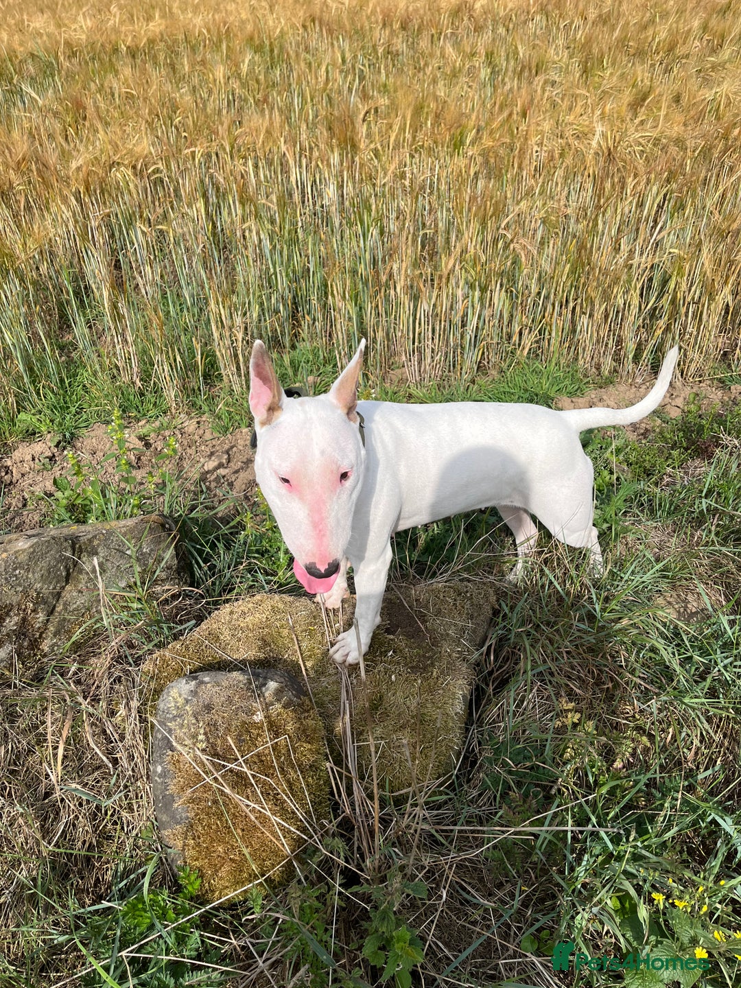 English Bull Terrier dogs for sale: English bull terrier  - Image 3