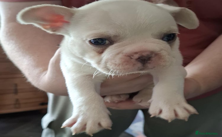 French Bulldog dogs - Advert 14