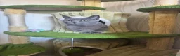 Munchkin cats for sale: Mimi - Munchkin female  - Advert 4
