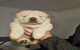 Chow Chow dogs for sale: Chow chow puppies  - Image 10