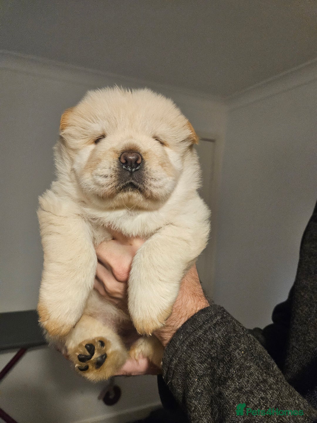 Chow Chow dogs for sale: Chow chow puppies  - Image 10