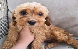 Cavapoo dogs for sale: Cavapoobabiesuk litter has arrived - Image 15