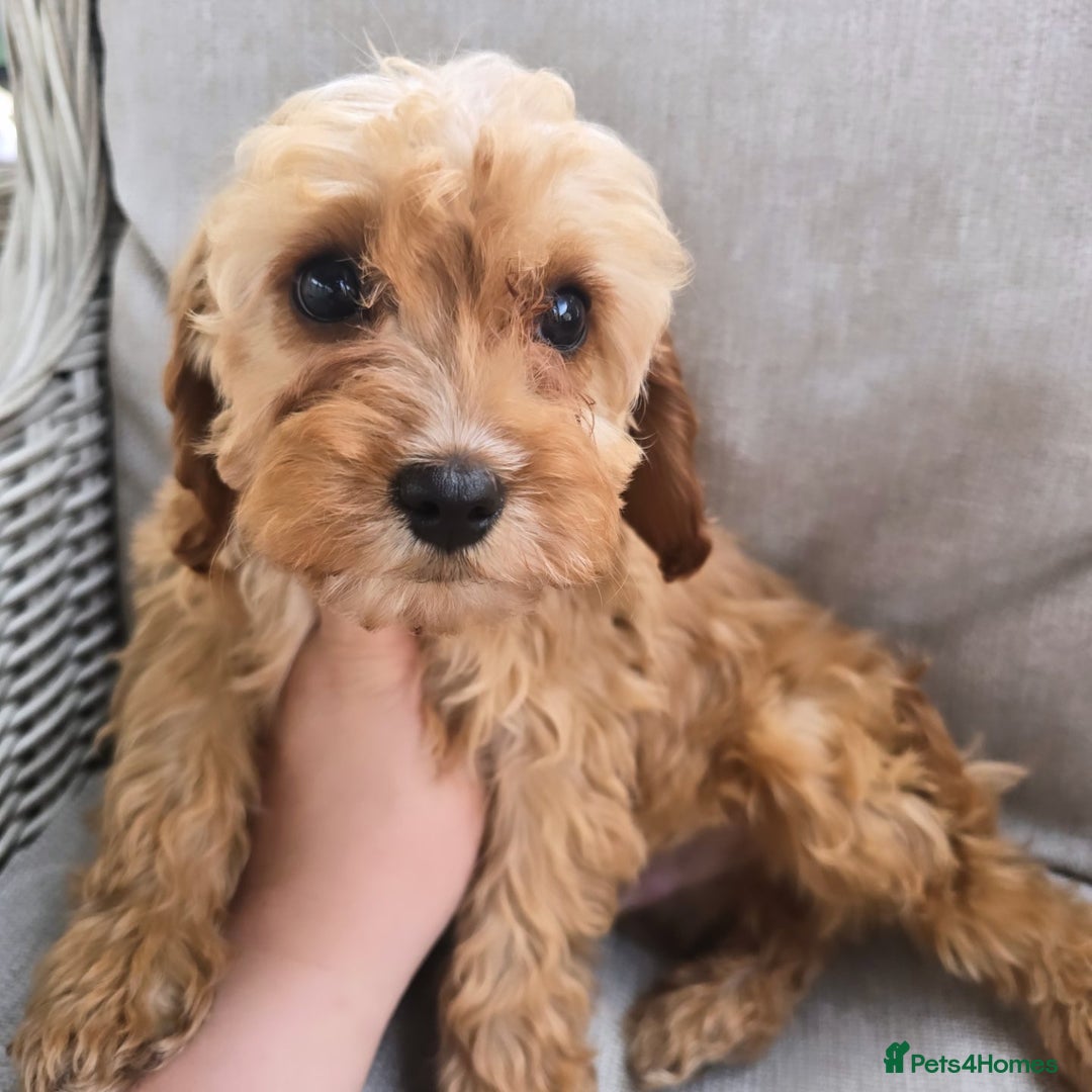 Cavapoo dogs for sale: Cavapoobabiesuk litter has arrived - Image 15