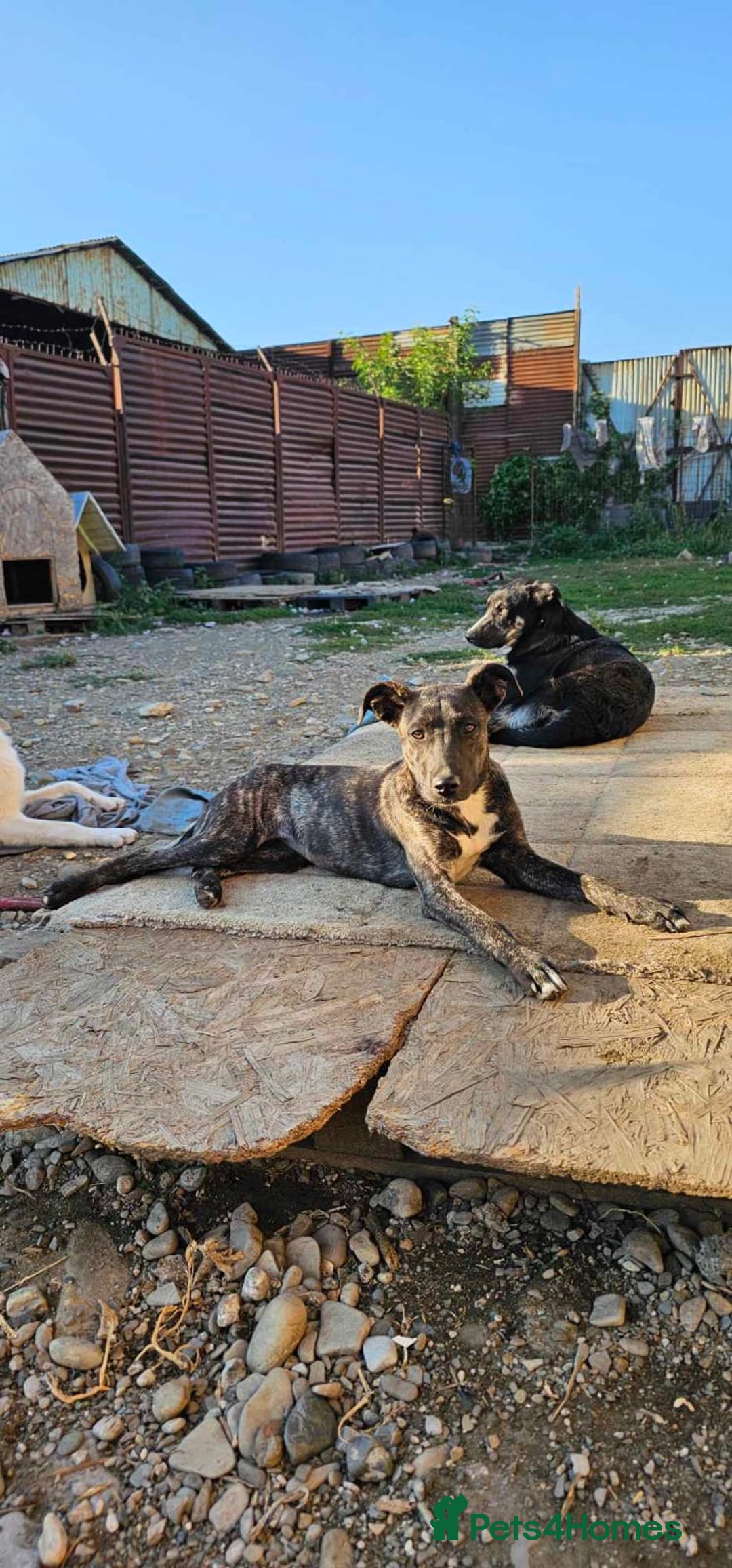 Mixed Breed dogs for adoption: A Beautiful and Gentle Girl - for a Loving Home - Image 20