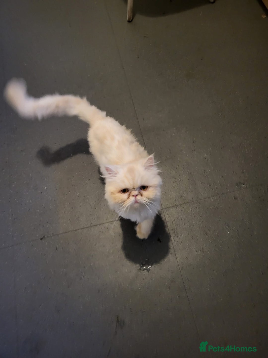 Persian cats for sale: A female Persian cat. - Advert 7