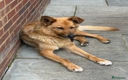 German Shepherd dogs for adoption: Ridgey – The Dog They Left Behind - Image 5