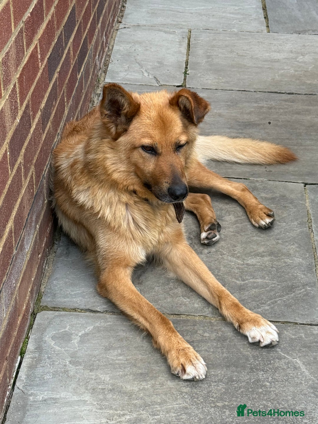 German Shepherd dogs for adoption: Ridgey – The Dog They Left Behind - Image 5