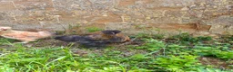 Chickens poultry for sale: Silkie cockerels for sale in Chipping Norton - Advert 4