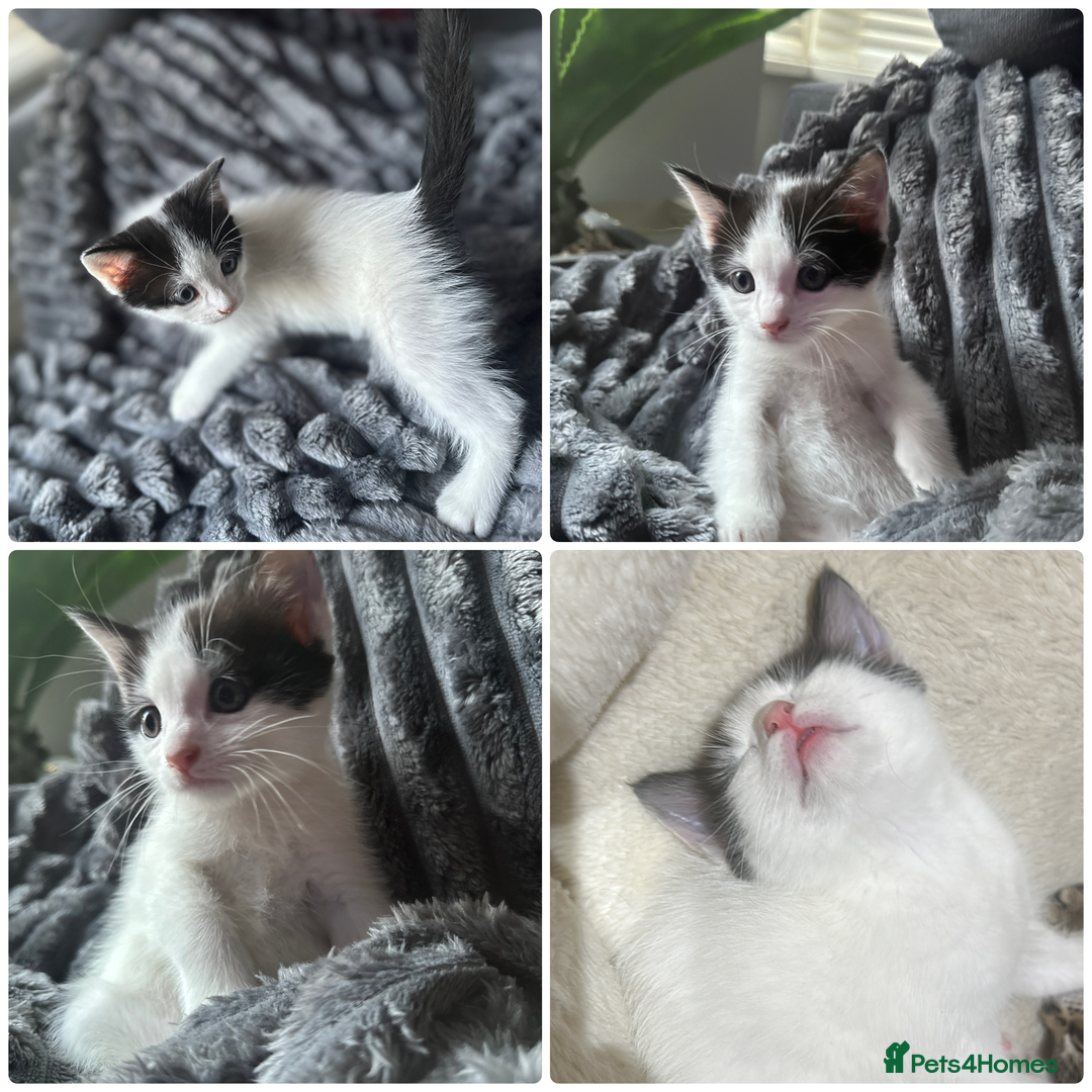 Mixed Breed cats for sale: Kittens  - Image 7