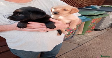 Labrador Retriever dogs - Advert 6