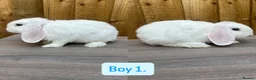 Mini Lop rabbits for sale: Litter of baby mini lops - Advert 3