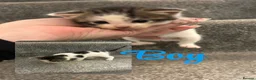 Mixed Breed cats for sale: Beautiful kittens for sale  - Advert 3