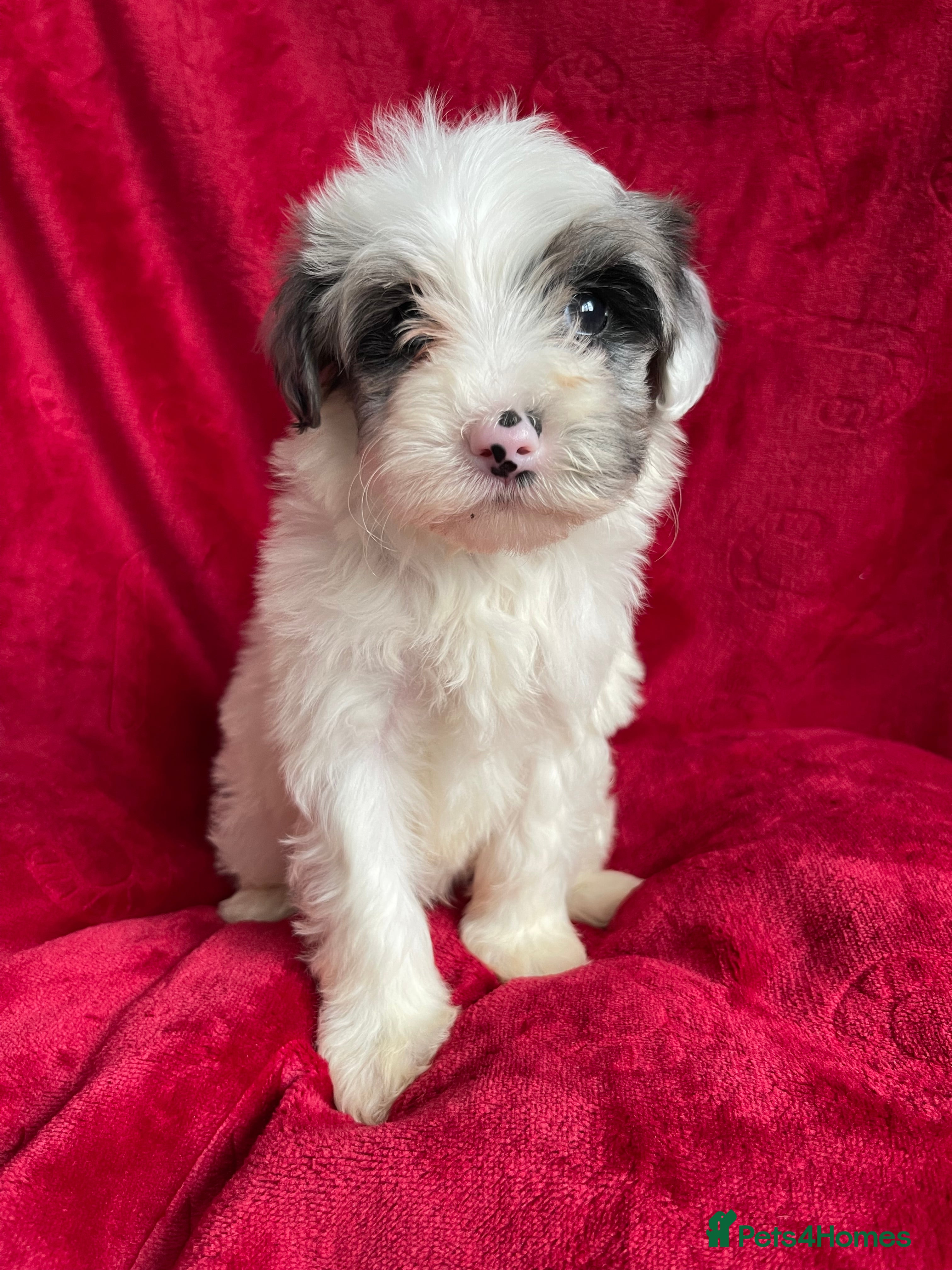 Yorkshire Terrier dogs Yorkshire terriers biewer  - Advert 6