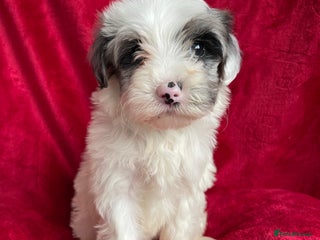 Yorkshire Terrier dogs Yorkshire terriers biewer - Advert 6