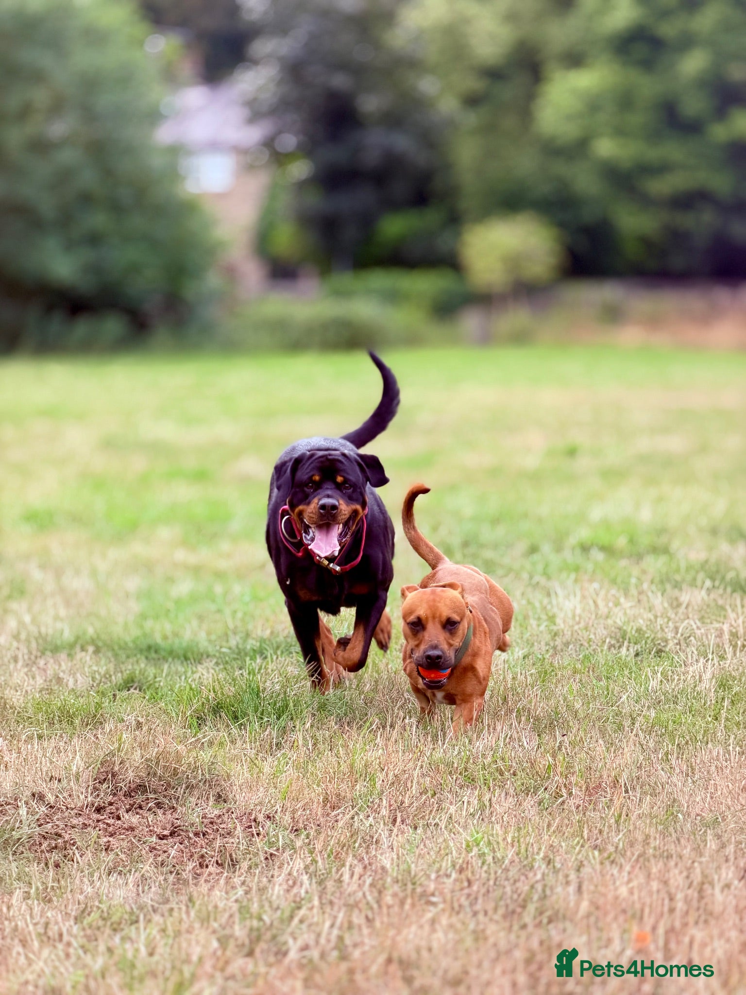Mixed Breed dogs Staffy cross Rottweiler puppies  - Advert 1