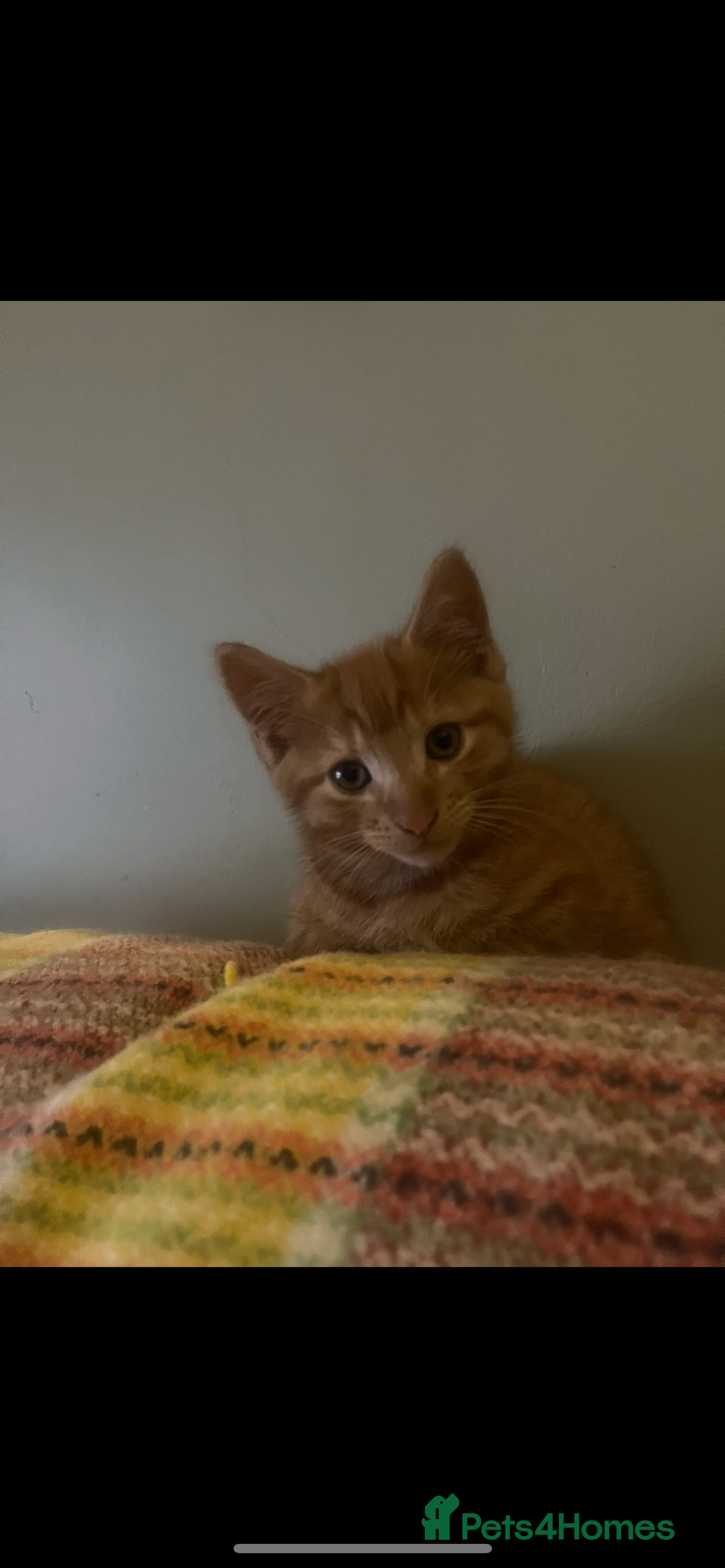 Mixed Breed cats for sale: Beautiful kitten - Image 2