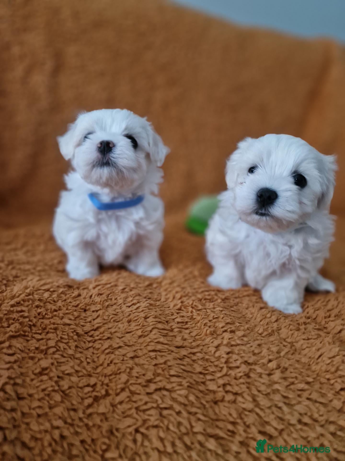 Maltese dogs Beautiful Maltese Boy PuppiesReadyFrom15thOctober  - Advert 1