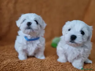 Maltese dogs Beautiful Maltese Boy PuppiesReadyFrom15thOctober - Advert 1
