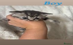 British Shorthair cats for sale: British shorthair kittens - Image 3