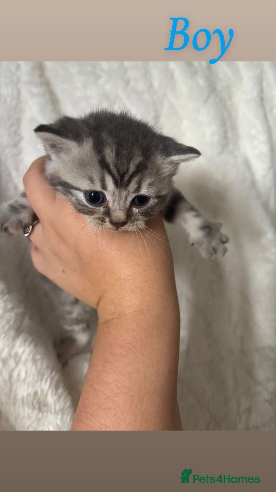 British Shorthair cats for sale: British shorthair kittens - Image 3