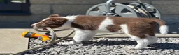 Border Collie dogs for sale: Exceptional Border collie pups  - Advert 10