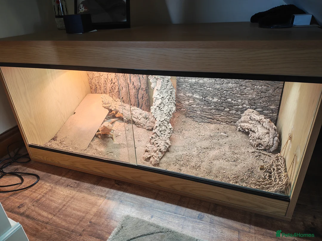 Bearded Dragon reptiles for sale: Bearded dragon with vivarium  in Grimsby - Advert 5