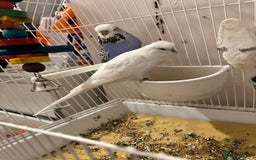 Budgerigars birds for sale: Pair of budgies including full cage set up  - Image 2