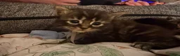 Mixed Breed cats for sale: Beautiful babies in Leamington Spa - Advert 4