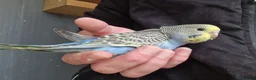 Budgerigars birds for sale: 4 blue chicks and 1 adult male  - Advert 24