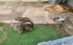 Bengal cats for sale: MIXED BENGAL KITTENS - Image 22