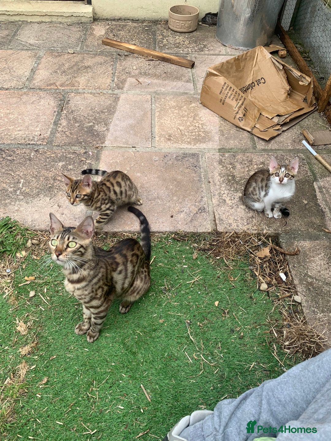 Bengal cats for sale: MIXED BENGAL KITTENS - Image 22
