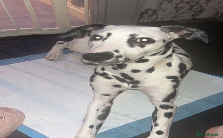 Dalmatian dogs - Advert 1