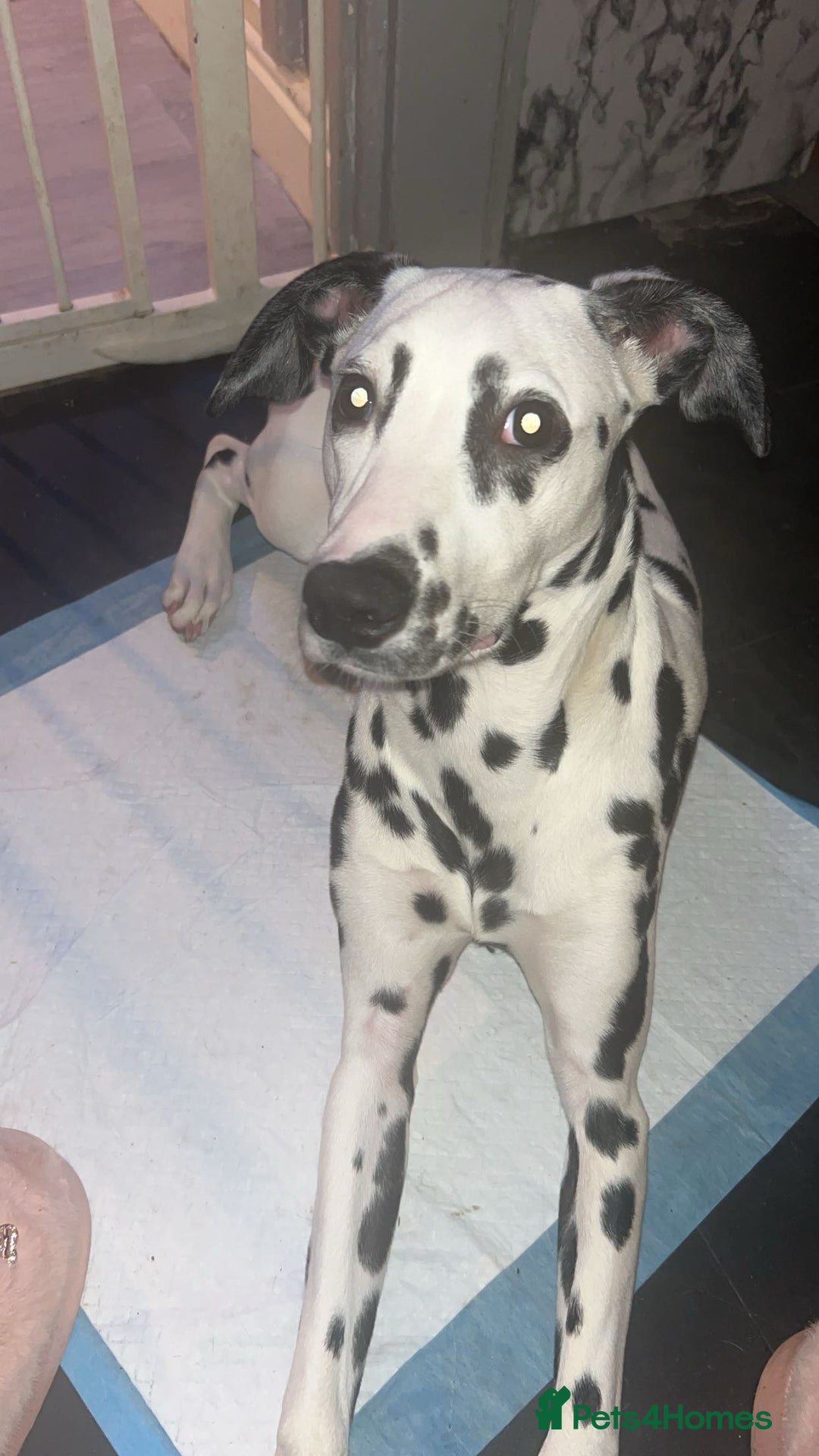 Dalmatian dogs for sale: Dalmatian - Image 1