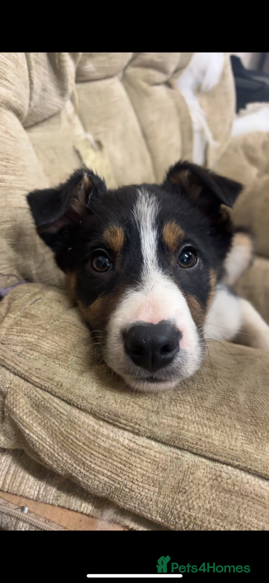 Border Collie dogs for sale: Last of the litter! - Advert 2