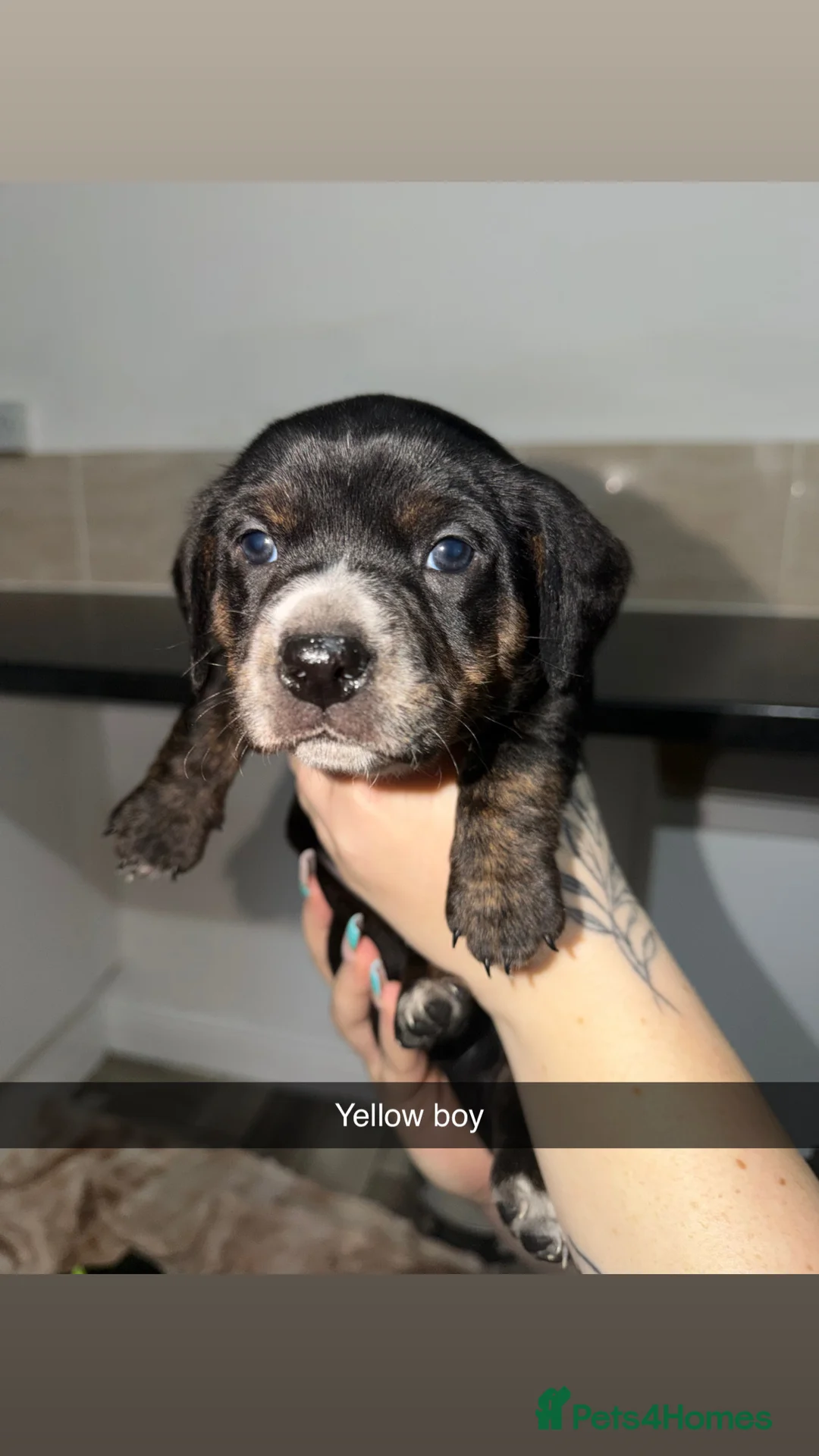 Mixed Breed dogs for sale: Staffy/miniature dachshund pups  - Advert 7