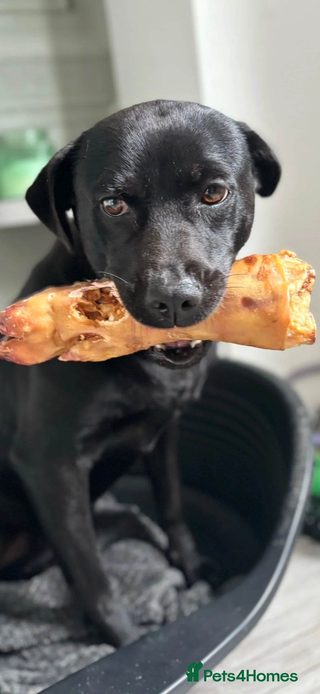 Borador dogs for sale: Rehoming lady  - Advert 7