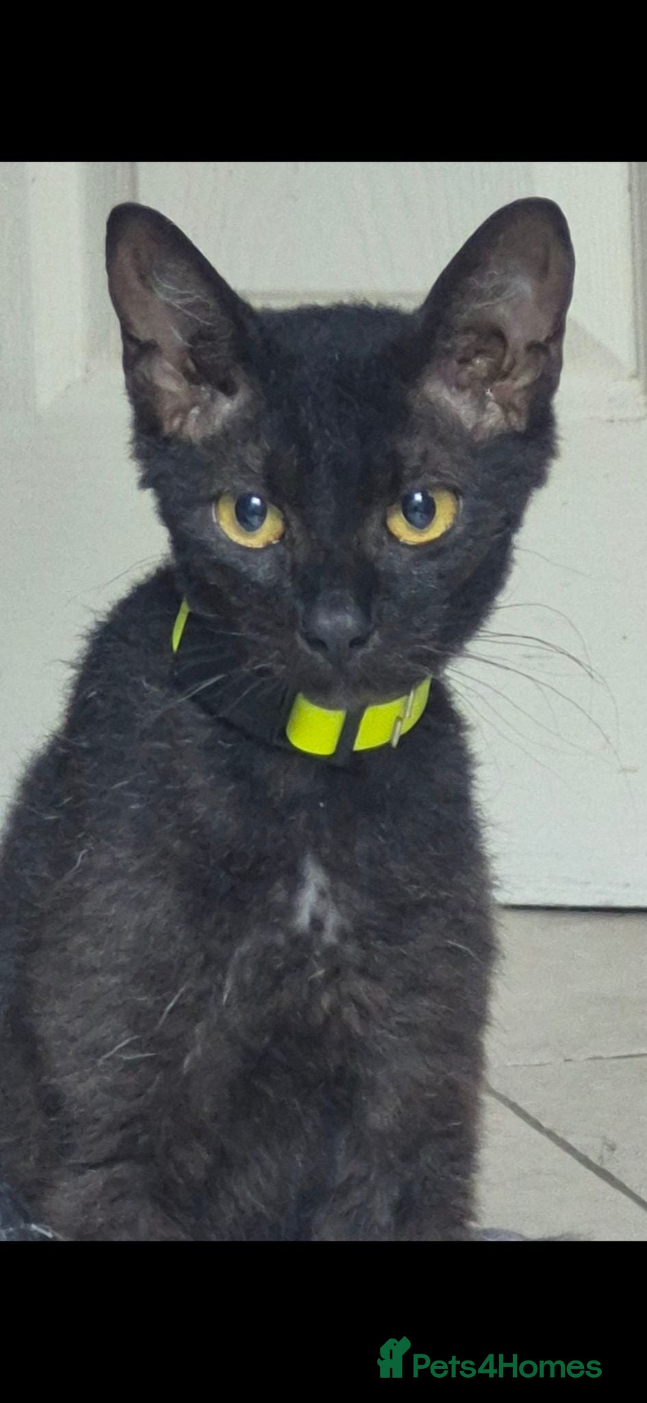 Mixed Breed cats 1 female kitten left  - Advert 2