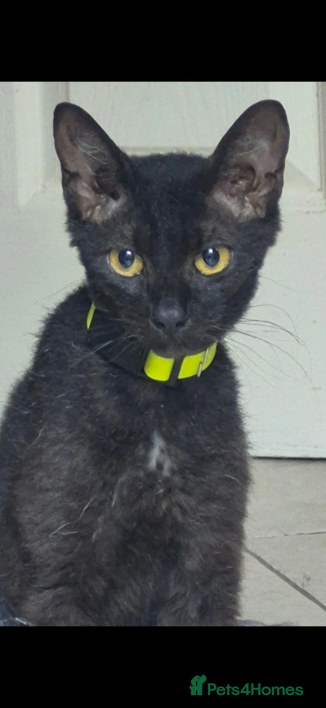 Mixed Breed cats for sale: 1 female kitten left  - Advert 1