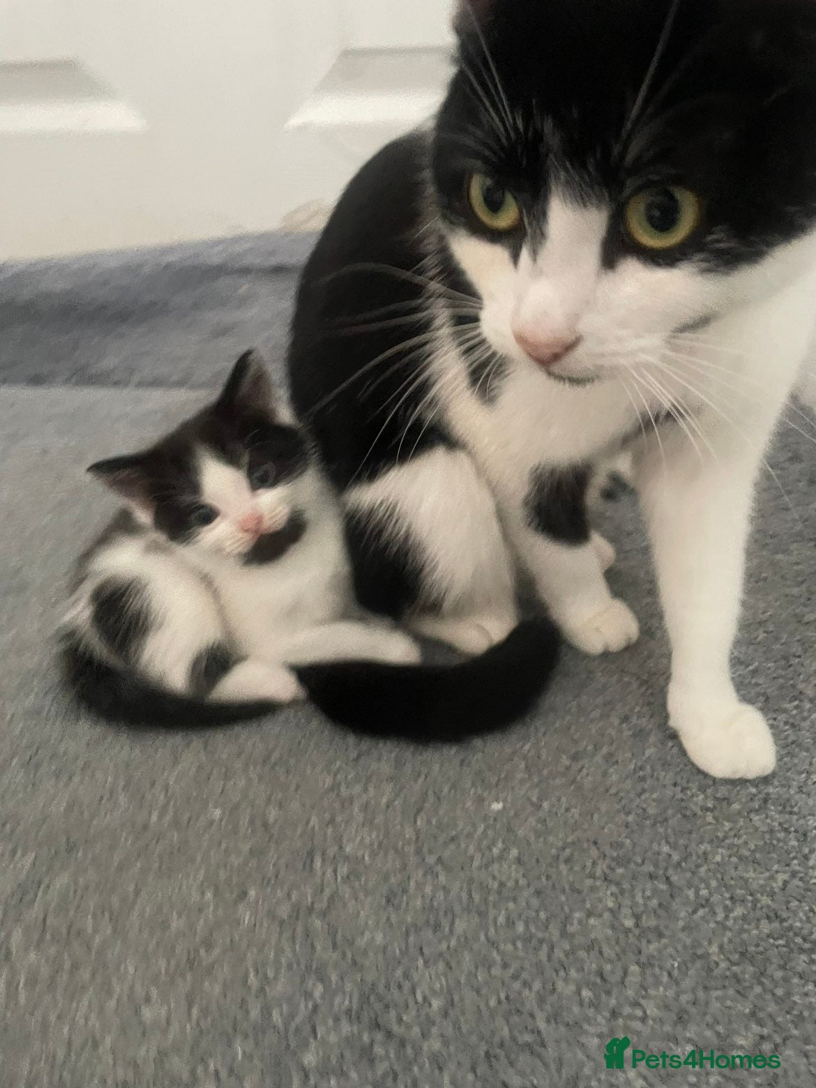 Domestic Shorthair cats Kittens up for sale  - Advert 10