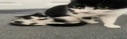 Domestic Shorthair cats for sale: Kittens up for sale  - Advert 1