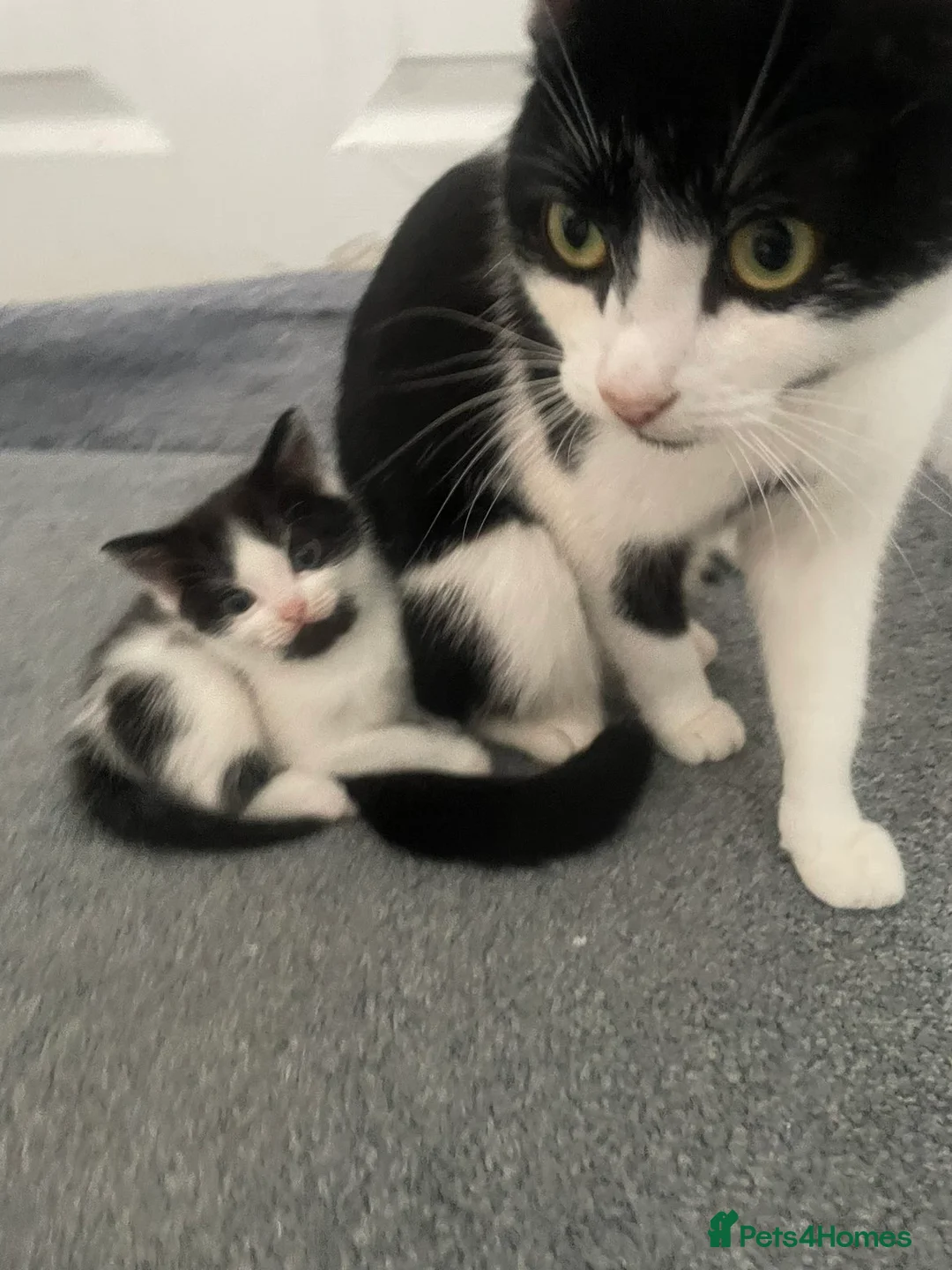 Domestic Shorthair cats for sale: Kittens up for sale  - Advert 1