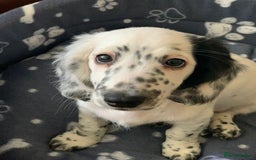 Dachshund dogs for sale: Sale of Stunning Dachshund Puppies starting at  - Image 17