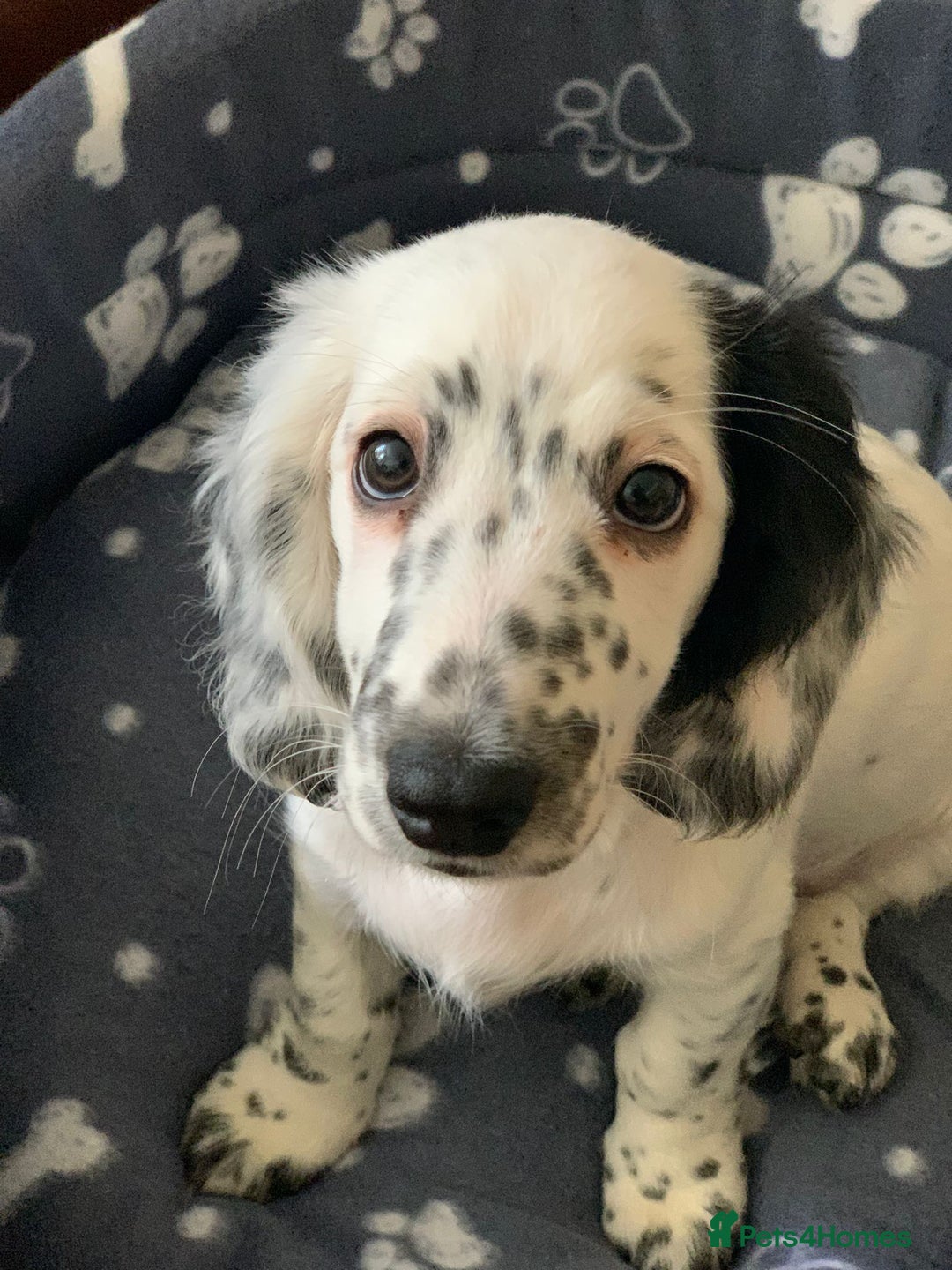 Dachshund dogs for sale: Sale of Stunning Dachshund Puppies starting at  - Image 17