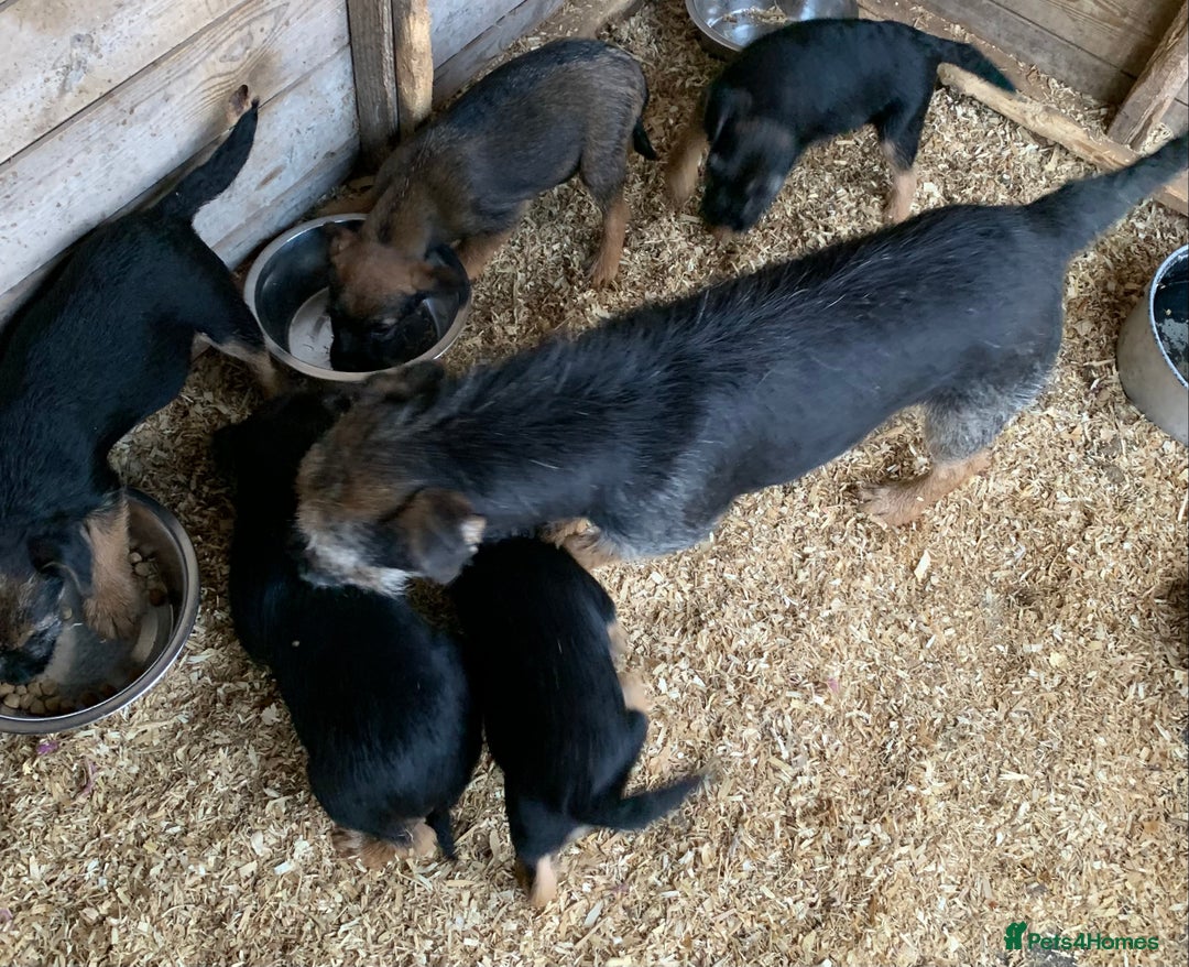 Border Terrier dogs for sale: Border terrier pups - Image 13