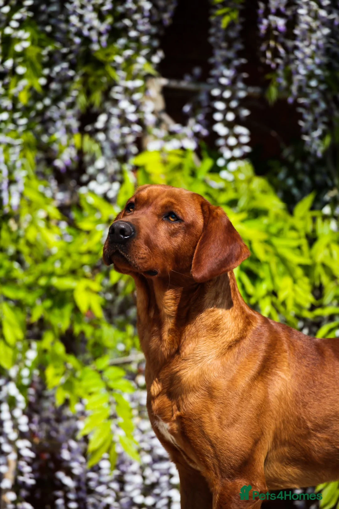 Labrador Retriever dogs for stud: HEALTH TESTED FOX RED LABRADOR (OFTW X FTCH)  in Grantham - Advert 4