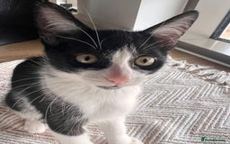 Domestic Shorthair cats for sale: Lovely kitten looking for new home  - Image 2